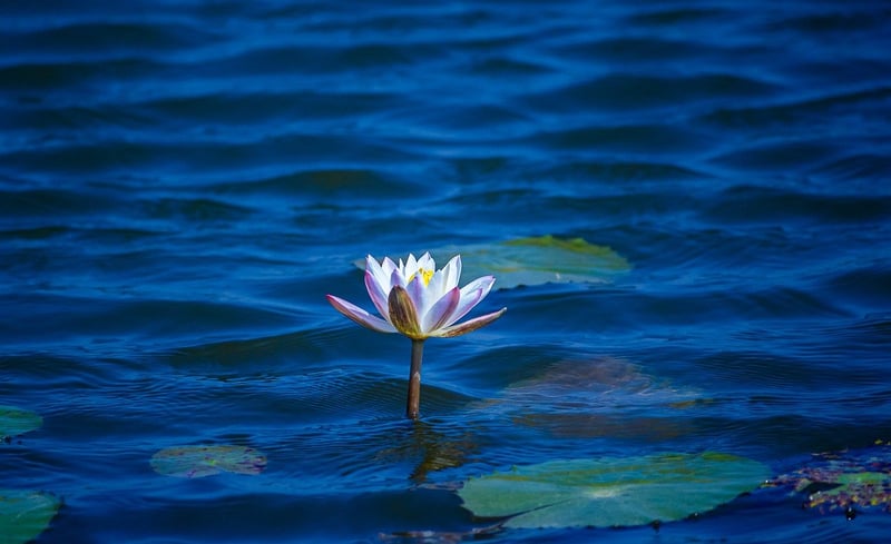 Lotus flower symbolizing inner growth